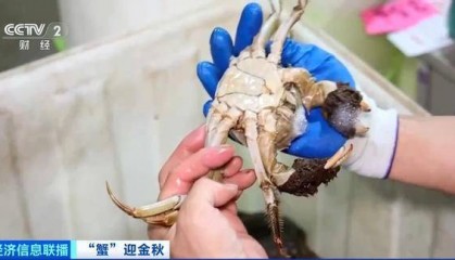 平均月收入约2万元!30年工作经验“金牌挑蟹师”如何选螃蟹?