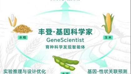 “AI育种科学家”自主发现数十基因新功能,田间试验证实“靠谱”