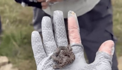 后怕!驴友爬山捡到幼蛇轮流抚摸,专家:有剧毒