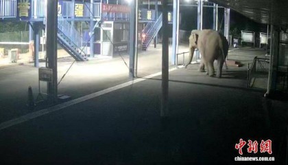 云南西双版纳:一亚洲象深夜经中老边境曼庄通道出境