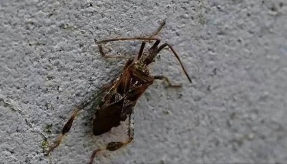 警惕!大连发现一种高危害性入侵昆虫……