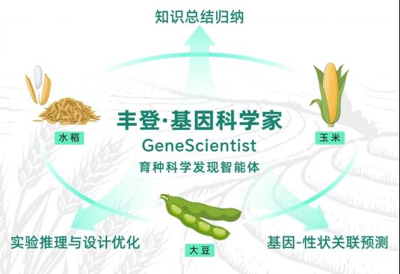 “AI育种科学家”自主发现数十基因新功能,田间试验证实“靠谱”