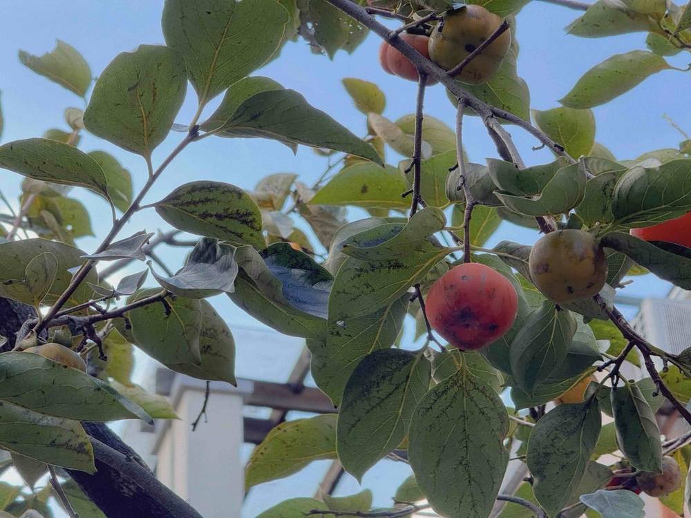 宁波人热得忍不住发问:怎么还没“入秋”?