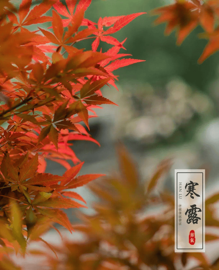 节气文化·寒露|空庭得秋长漫漫 寒露入暮愁衣单